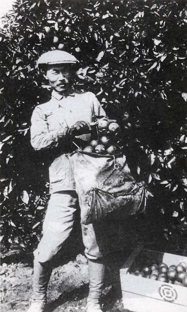 03_Dosan_Ahn_Chang_Ho,_picking_oranges_in_Southern_California.jpg 03_Dosan_Ahn_Chang_Ho,_picking_oranges_in_Southern_California.jpg